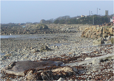 Miol M&oacute;r Marbh